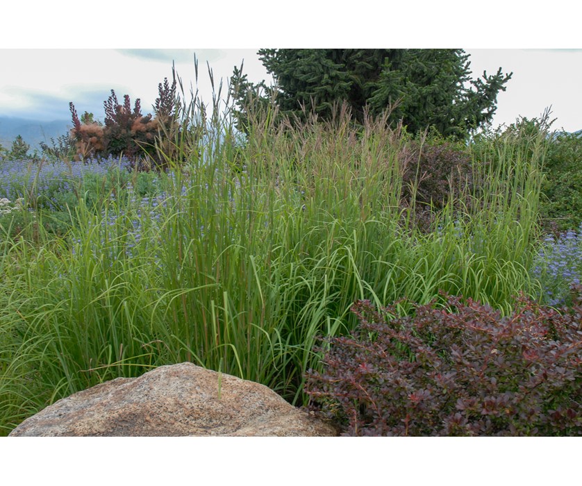 Big Bluestem